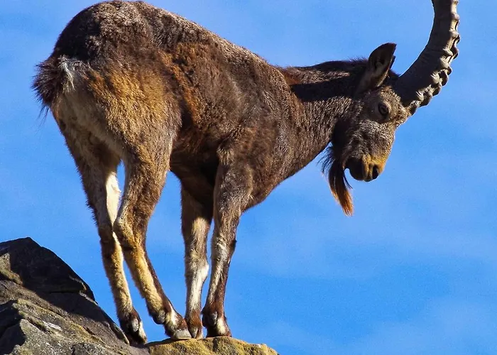 Bed and breakfast Nid Douillet *