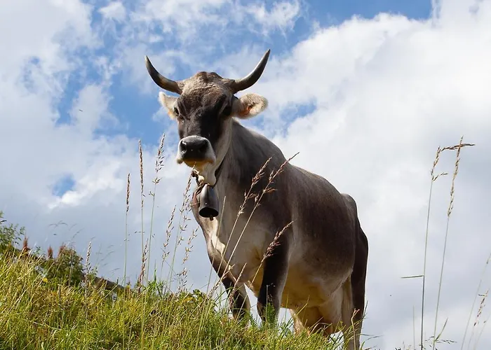 Nid Douillet Bed and breakfast Annecy